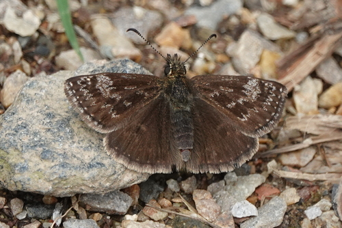 Dingy Skipper