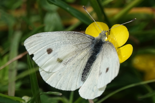 Small White