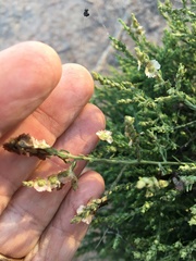 Maireana microphylla