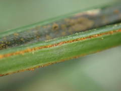 Vittaria isoetifolia