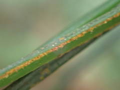 Vittaria isoetifolia