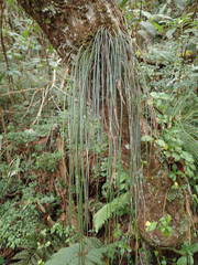 Vittaria isoetifolia