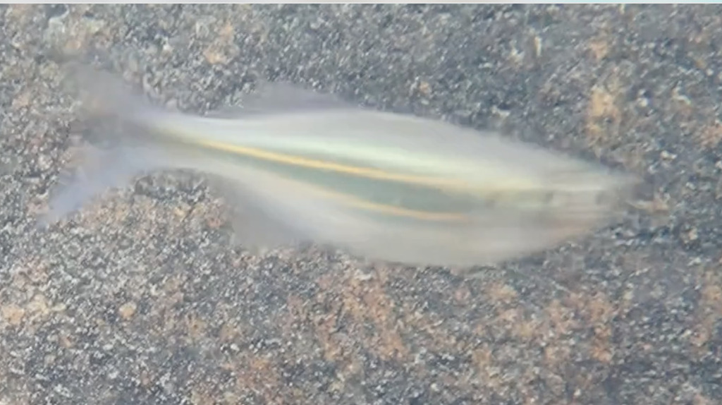 Queen danio
