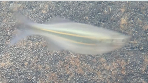 Queen danio