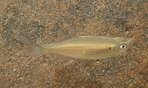 Queen danio (Devario regina) — Cyprinidae — 2