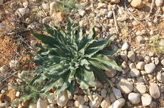 Echium italicum biebersteinii