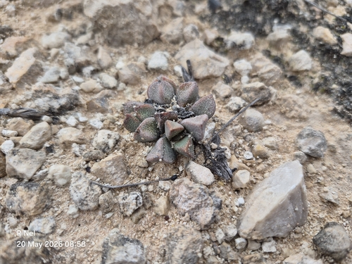 Prepodesma orpenii, photograph 3