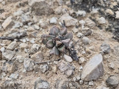 Prepodesma orpenii, photograph (c) Ricus Nel, some rights reserved (CC BY)