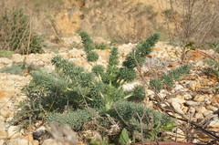 Seseli dichotomum
