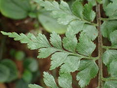 Asplenium sulcatum