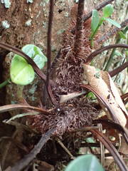 Asplenium sulcatum image