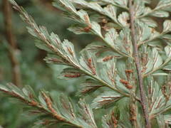 Asplenium sulcatum image