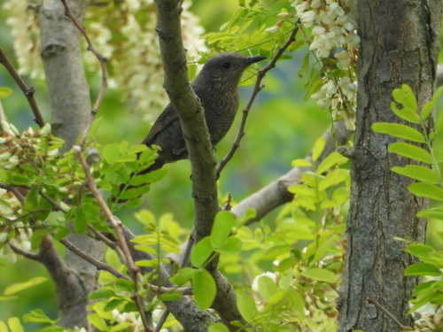 Blue Rock-Thrush