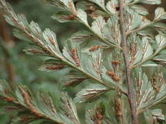 Asplenium sulcatum image