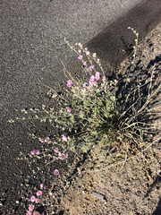 Sphaeralcea ambigua rosacea