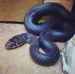 Hierophis viridiflavus carbonarius