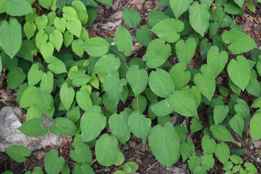 Epimedium alpinum; photograph (c) Matteo Martini, some rights reserved (CC BY)