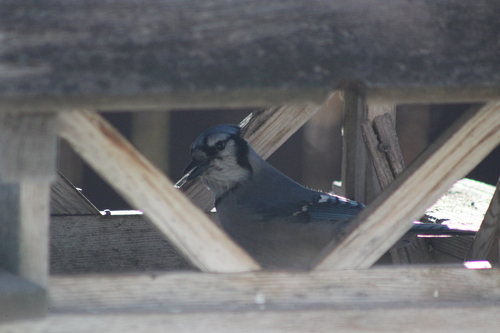 Blue Jay photographed in Montana