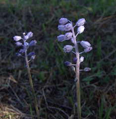 Muscari parviflorum
