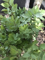 Levisticum officinale