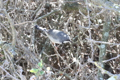 Apalis thoracica capensis