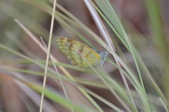 Colotis vesta mutans