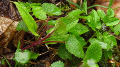 Lamium maculatum