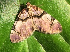 Anticlea derivata