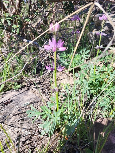 Lupinus hispanicus, photograph 3