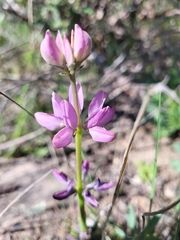 (c) Lars, some rights reserved (CC BY) Lupinus hispanicus, photograph (c) Lars, some rights reserved (CC BY)