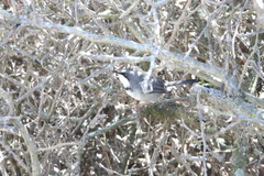 Apalis thoracica capensis