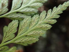 Asplenium adiantum-nigrum