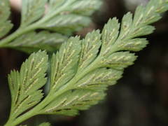 Asplenium adiantum-nigrum