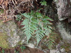 Asplenium adiantum-nigrum