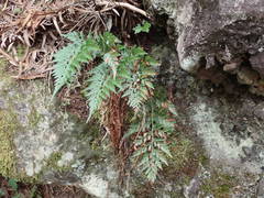 Asplenium adiantum-nigrum