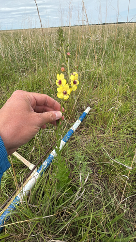 moth mullein
