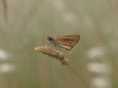 Thymelicus sylvestris