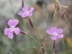 Dianthus deltoides