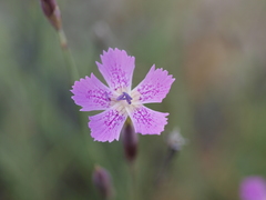 Dianthus deltoides