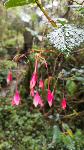 Begonia umbellata