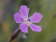 Dianthus deltoides
