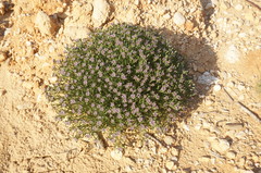 Iberis simplex