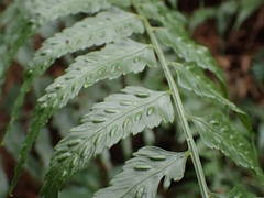 Asplenium boltonii