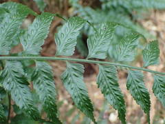 Asplenium boltonii