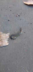 Scolopendra laeta