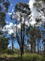 Acacia harpophylla