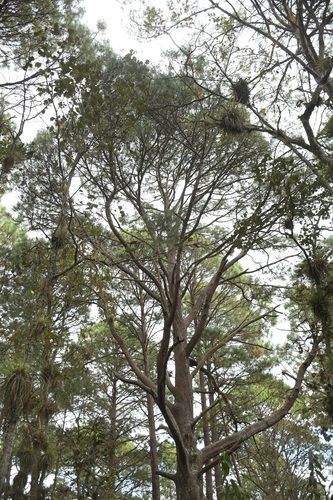 Pinus tecunumanii