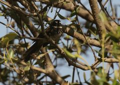 Rhipidura albogularis