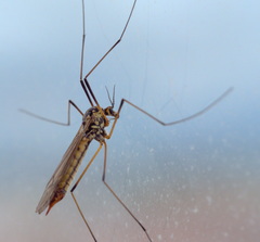 Nephrotoma appendiculata