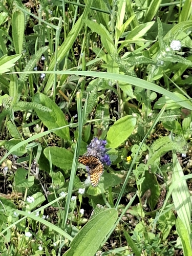 Glanville Fritillary